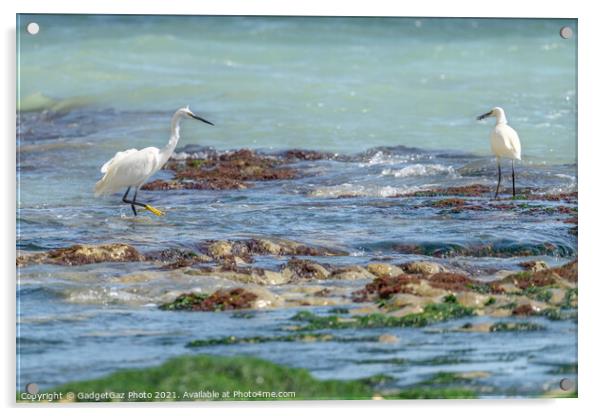 Little Egrets at sea  Acrylic by GadgetGaz Photo