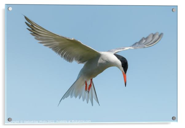 Common Tern looking down Acrylic by GadgetGaz Photo