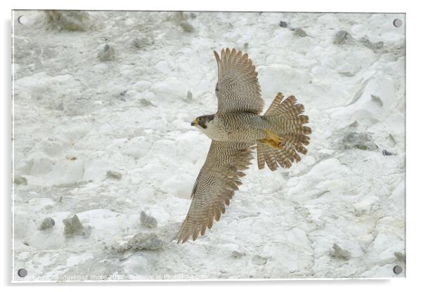 Peregrine falcon in flight Acrylic by GadgetGaz Photo