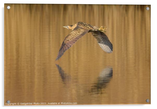 Bittern flying over the lake Acrylic by GadgetGaz Photo