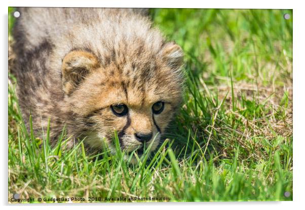 Cheetah Cubs fixated stare Acrylic by GadgetGaz Photo