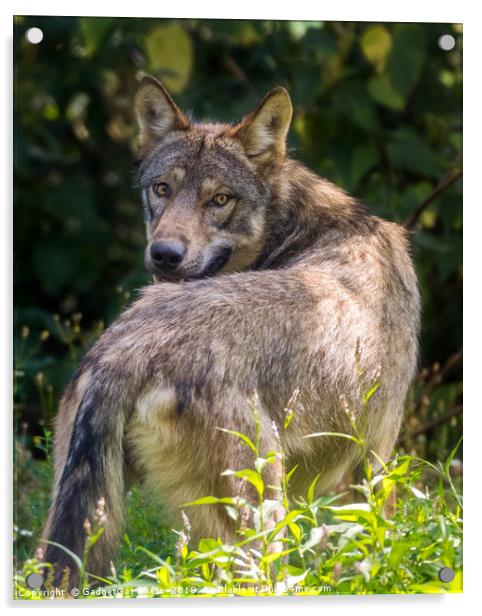 European Wolf looking behind Acrylic by GadgetGaz Photo