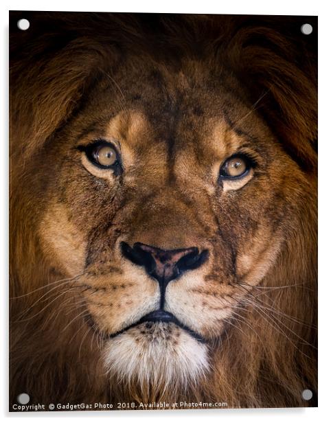 Brutus the Lion Portrait Acrylic by GadgetGaz Photo