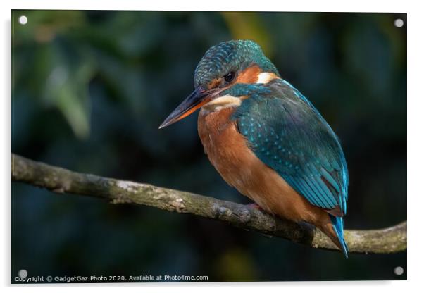 Beautiful female Kingfisher Acrylic by GadgetGaz Photo