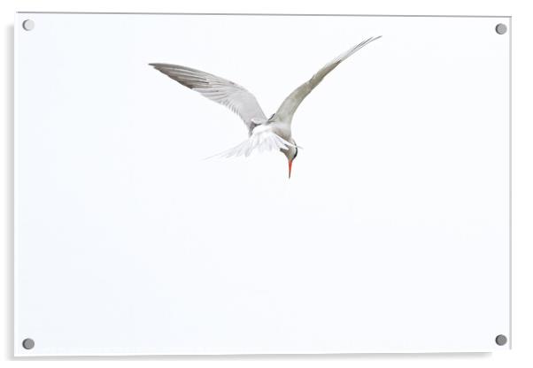 Common Tern Acrylic by GadgetGaz Photo