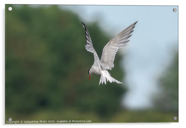 A Common Tern Acrylic by GadgetGaz Photo