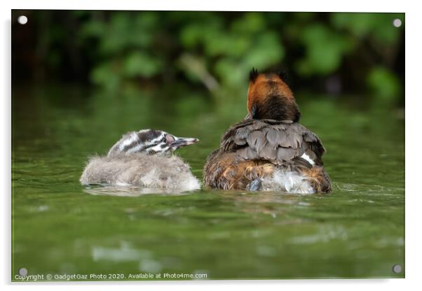 A Great crested grebbe chick and adult Grebe Acrylic by GadgetGaz Photo