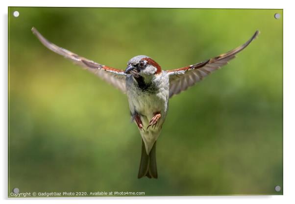 House sparrow hunting, wings spread. Acrylic by GadgetGaz Photo