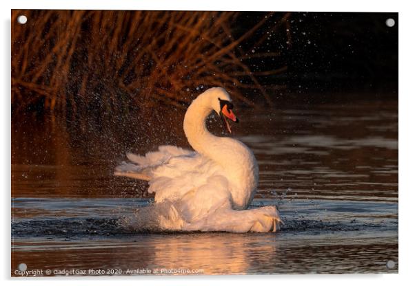 A mute Swan bathing at sunrise. Acrylic by GadgetGaz Photo