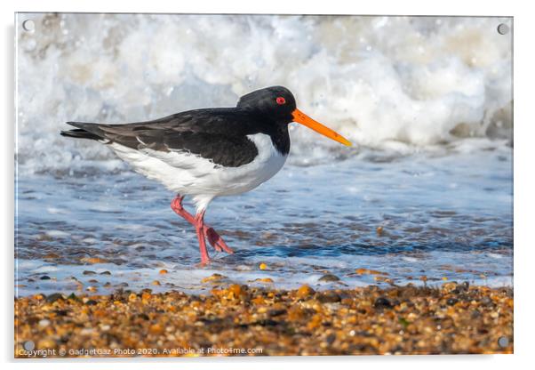 An Oystercatcher on the surf. Acrylic by GadgetGaz Photo