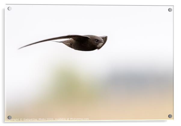 A Swift in flight Acrylic by GadgetGaz Photo