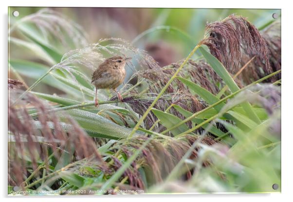 A little Wren in the dew filled reeds. Acrylic by GadgetGaz Photo
