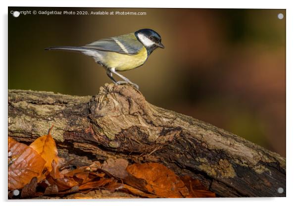 Great tit in the sunlit Autumn woods. Acrylic by GadgetGaz Photo