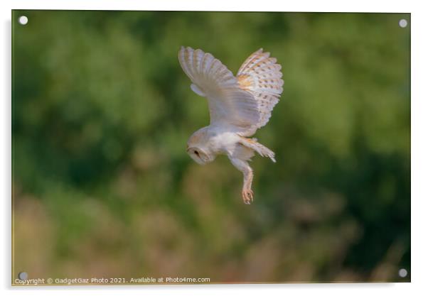 Barn Owl in the Wild hunting Acrylic by GadgetGaz Photo