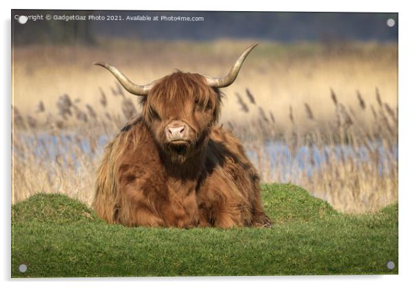 Highland Cattle Acrylic by GadgetGaz Photo