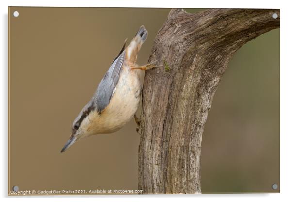Nuthatch in the woods Acrylic by GadgetGaz Photo