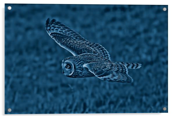 Short Eared Owl Acrylic by Ste Jones