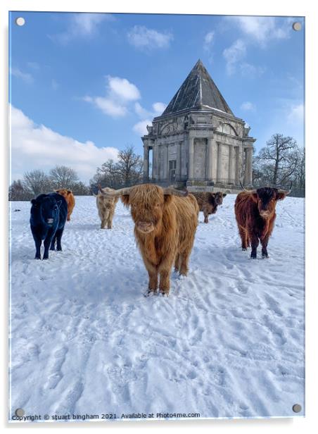 Highland  Cow cattle in the snow at Cobham Mausole Acrylic by stuart bingham
