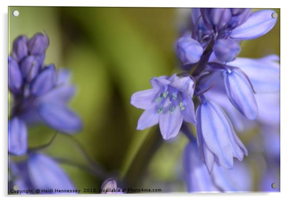 Enchanted Bluebell Wonderland Acrylic by Heidi Hennessey