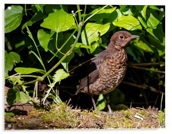 Majestic Close-Up of a Young Blackbird Acrylic by Heidi Hennessey