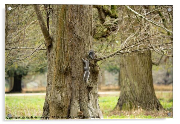 Playful Grey Squirrels Acrylic by Heidi Hennessey