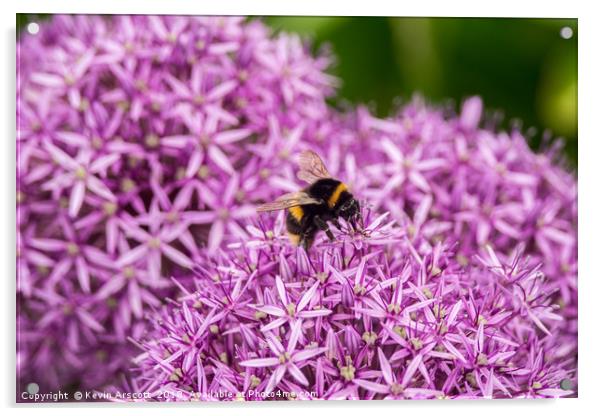 Bee on purple flowers Acrylic by Kevin Arscott