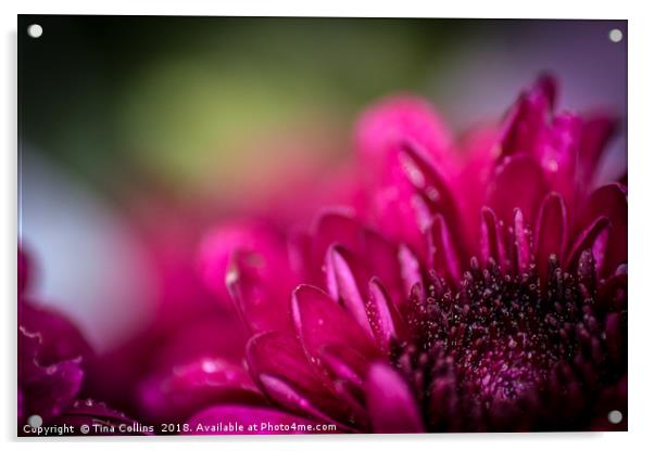 Pink Gerbera Acrylic by Tina Collins