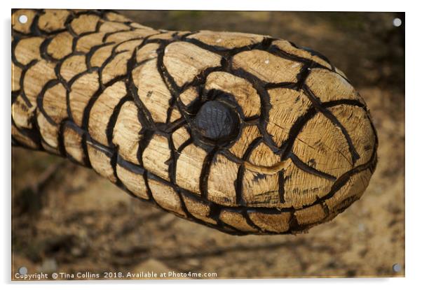 Wood Carving of a Snake  Acrylic by Tina Collins
