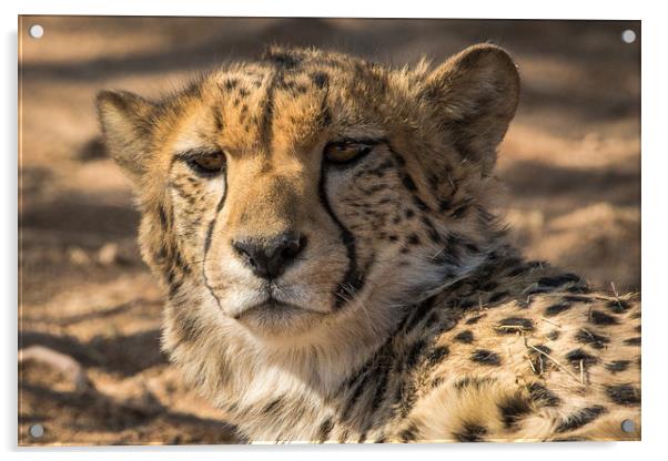 Curious look from this Cheetah Solitaire Namibia  Acrylic by Childa Santrucek