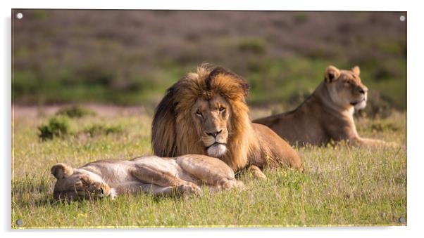 the Lion King and his wives repose in the wild  Acrylic by Childa Santrucek