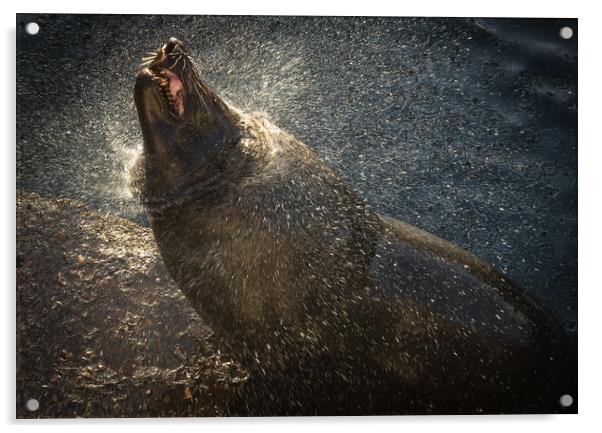 Harbour seal drying off in the setting sun Acrylic by Childa Santrucek