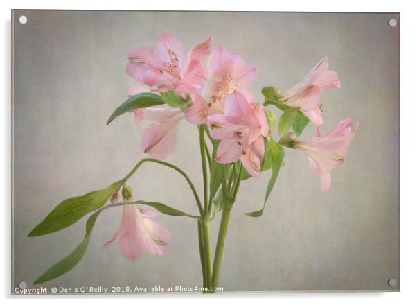 Peruvian Lily Acrylic by Denis O’ Reilly