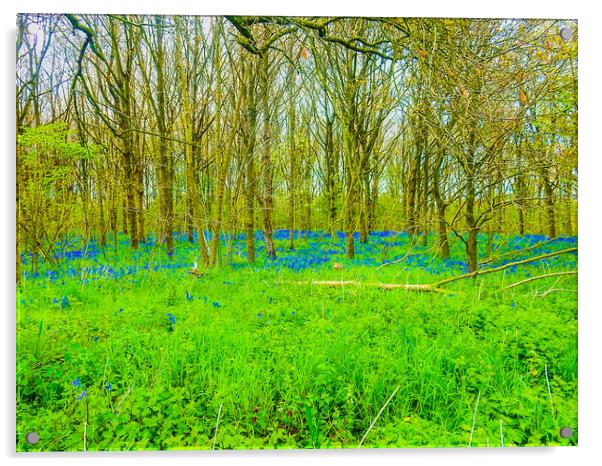 Enchanting Bluebell Forest Acrylic by Simon Hill