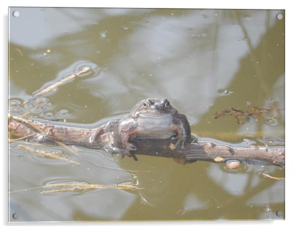 Serene Amphibian in its Natural Habitat Acrylic by Simon Hill