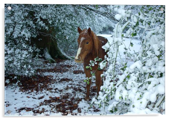 New Forest Pony Acrylic by Nick Keown