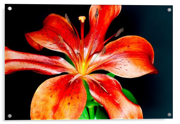 Bright Red Lily        Acrylic by Tony Swain