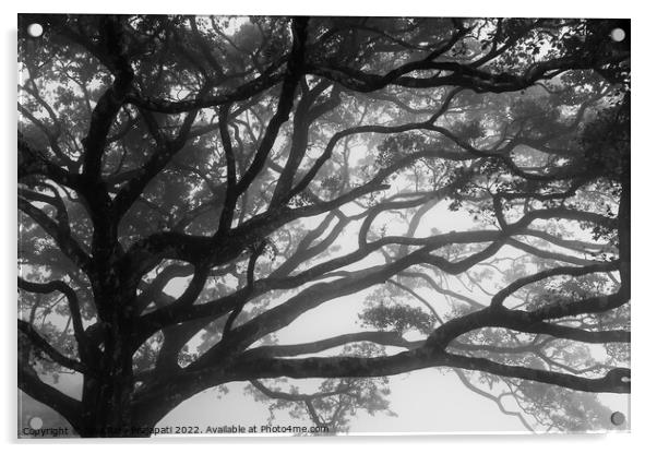 Foggy Willow Tree Acrylic by Jayaram Prajapati