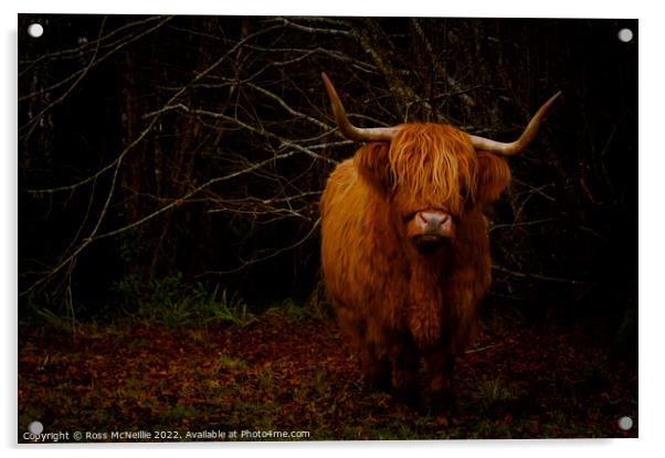 Wild Highland Cows CloseUp Acrylic by Ross McNeillie