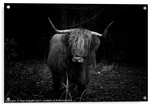 Highland Cow in the Forest Acrylic by Ross McNeillie