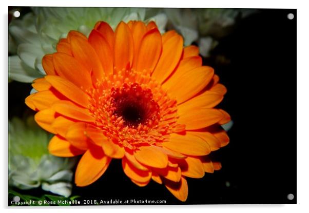 Vibrant Orange Gerbera Acrylic by Ross McNeillie
