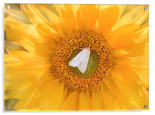 A moth on a sunflower. Acrylic by Karina Knyspel