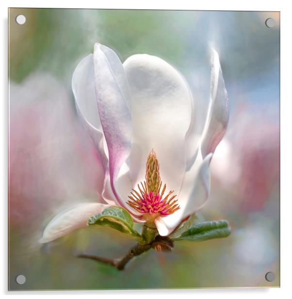 Magnolia flower. Acrylic by Karina Knyspel