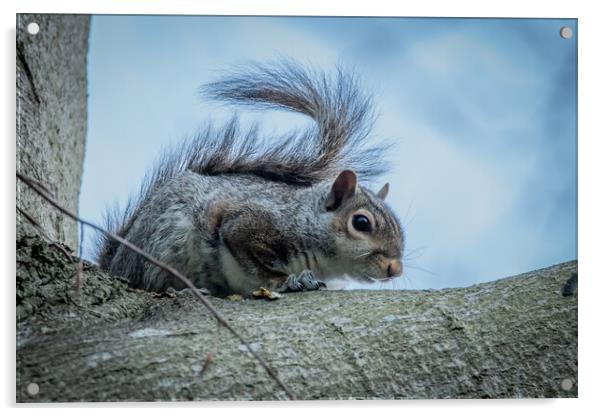 Grey squirrel  Acrylic by Dorringtons Adventures
