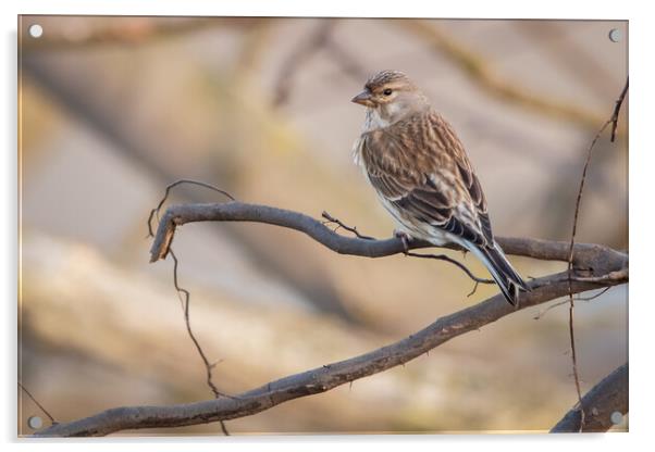 Hedge sparrow Acrylic by Dorringtons Adventures