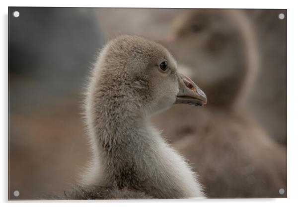 Baby geese Acrylic by Dorringtons Adventures