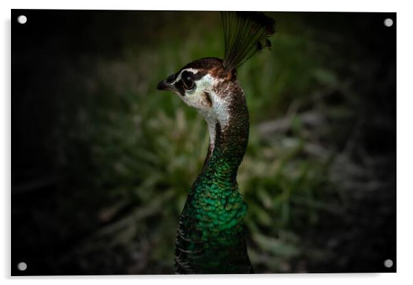 Beautiful peacock Acrylic by Dorringtons Adventures