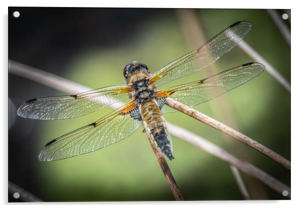 Dragonfly Acrylic by Dorringtons Adventures