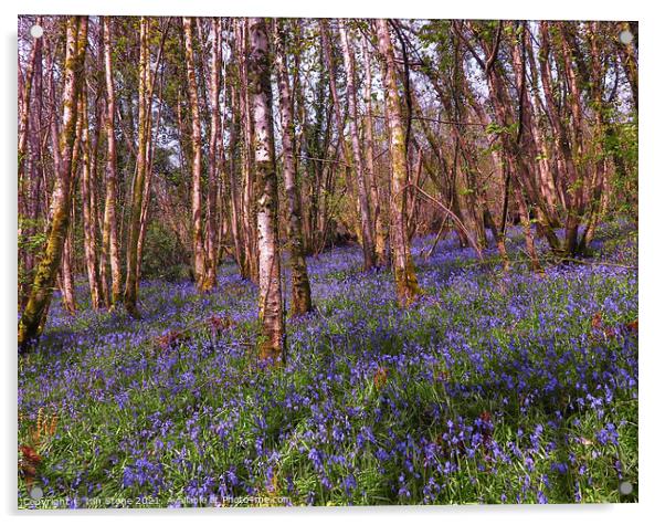 Bluebell woods  Acrylic by Ian Stone