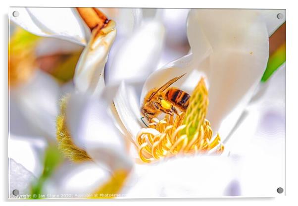 Spring bee, on Magnolia Acrylic by Ian Stone
