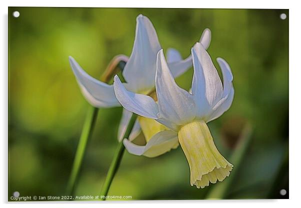 Daffodil delight  Acrylic by Ian Stone